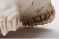 animal skull teeth 0014
